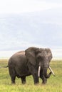 Lonely old huge elephant inside the crater of Ngorongoro. Tanzania, Africa Royalty Free Stock Photo