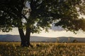 Lonely old oak in a field at spring sunset Royalty Free Stock Photo