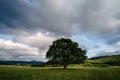 Lonely old oak in a field at spring sunset Royalty Free Stock Photo