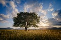 Lonely old oak in a field at spring sunset Royalty Free Stock Photo