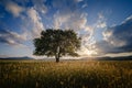 Lonely old oak in a field at spring sunset Royalty Free Stock Photo
