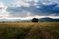 Lonely old oak in a field at spring sunset Royalty Free Stock Photo