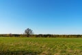 A lonely old oak without leaves in the field. nature landscape Royalty Free Stock Photo