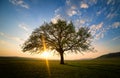 Lonely and old oak on meadow at sunset Royalty Free Stock Photo