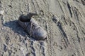 Old shoe on the beach Royalty Free Stock Photo