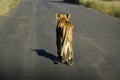 Lonely old and skinny african lioness walking on a tarmac road