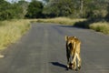 Lonely old and skinny african lioness walking on a tarmac road