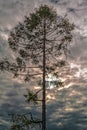 Lonely old tree against a dramatic cloudy sky Royalty Free Stock Photo