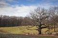 Lonely old tree against sky. spring landscape with a lone tree at park Royalty Free Stock Photo