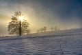 Lonely old tree in the snow Royalty Free Stock Photo