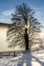 Lonely old tree in the snow Royalty Free Stock Photo