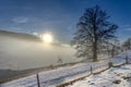 Lonely old tree in the snow Royalty Free Stock Photo