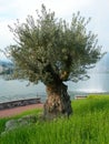 Lonely Olive tree Royalty Free Stock Photo