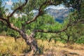 Lonely olive tree in Crete, Cretan garden Royalty Free Stock Photo
