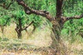 Lonely olive tree in Crete, Cretan garden Royalty Free Stock Photo