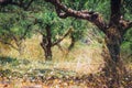 Lonely olive tree in Crete, Greece