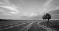 Lonely Olive tree in a green field Royalty Free Stock Photo