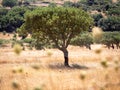 Lonely olive tree in olive grove