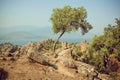 Lonely olive tree grown on hill with historical ruins of Byzantine town, Turkey Royalty Free Stock Photo