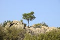 Lonely olive tree grown on hill Royalty Free Stock Photo