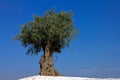 Lonely olive tree Royalty Free Stock Photo