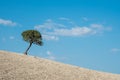 Lonely olive tree in the slope of the hill against cloudy sky. Royalty Free Stock Photo