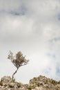 Lonely olive tree in the slope of the hill against cloudy sky. Royalty Free Stock Photo