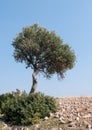 Lonely olive tree standing on the peak of a hill Royalty Free Stock Photo