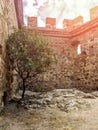 Lonely olive tree at the stone wall of ruined ancient fortress, green tree on a summer day in the rays of the sun in the courtyard Royalty Free Stock Photo