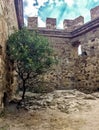 Lonely olive tree at the stone wall of ruined ancient fortress, green tree on a summer day in the rays of the sun in the courtyard Royalty Free Stock Photo