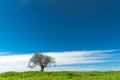 Lonely olive tree Royalty Free Stock Photo