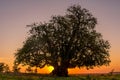 The Ombu tree planted in the field at sunset in Corrientes, Argentina.