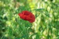 Opened bud of red poppy in wild field at spring time Royalty Free Stock Photo