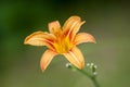 Lonely orange lily, Hemerocallis fulva