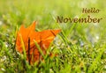 Lonely orange maple leaf lying in green grass wet from morning dew with lettering Hello November. Royalty Free Stock Photo