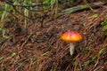 A Lonely Orange and red mushroom, green moss and drie brown pine trees needles