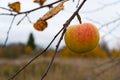 Lonely organic apple on apple tree, autumn has come, it`s time to harvest apples