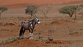 Lonely oryx antilope seeking for food in dry landscape with few trees and sand dunes at Sossusvlei, Namibia. Royalty Free Stock Photo
