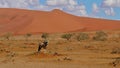 Lonely oryx antilope seeking for food in dry landscape with huge orange sand dunes, Sossusvlei, Namib desert, Namibia, Africa. Royalty Free Stock Photo