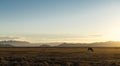 Lonely Oryx in the Desert (Namibia) Royalty Free Stock Photo