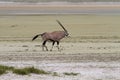 Lonely Oryx in the Etosha Pan Salt Desert Royalty Free Stock Photo