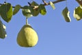 Lonely pair fruit.