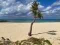 Lonely palm on the empty Uza beach after season