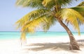 Lonely palm in front of the indian ocean maldives Royalty Free Stock Photo