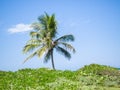 Lonely palm tree in the background of clear blue sky Royalty Free Stock Photo