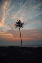 Lonely palm tree on the coast of Arabian Sea during sunset Royalty Free Stock Photo