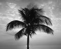 Lonely palm tree in the dawn in the beach Royalty Free Stock Photo