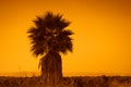 Lonely palm tree Royalty Free Stock Photo