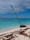 Lonely palm tree in paradise with dead leaf on the sand in Saona island Royalty Free Stock Photo