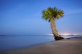 Lonely Palm Tree Royalty Free Stock Photo